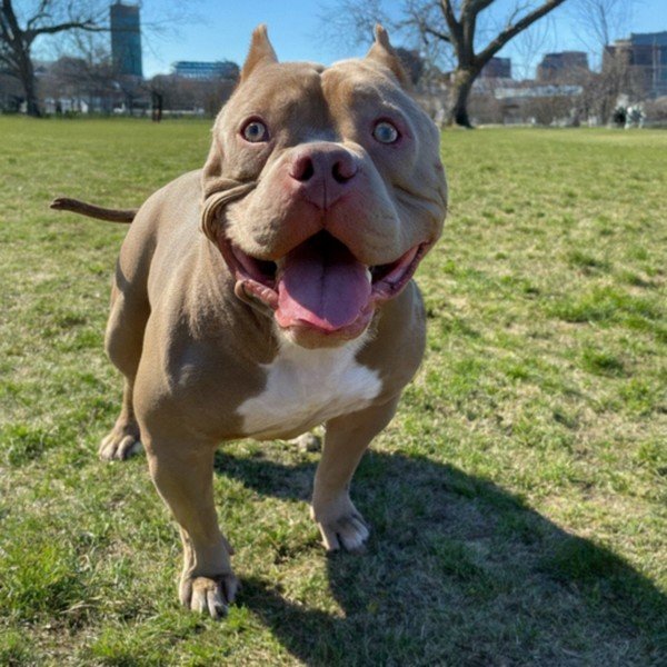 american bully in Boston, Massachusetts
