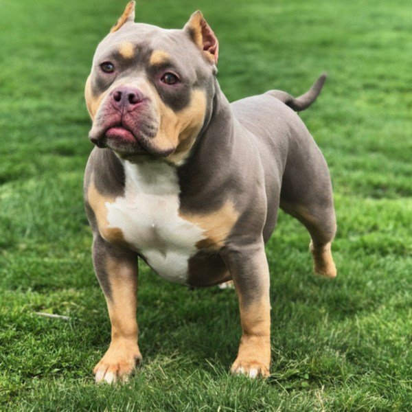 american bully in Buffalo, New York