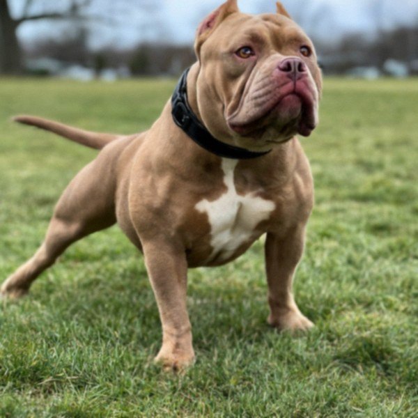 american bully in Cleveland, Ohio