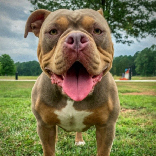 american bully in Columbus, Georgia