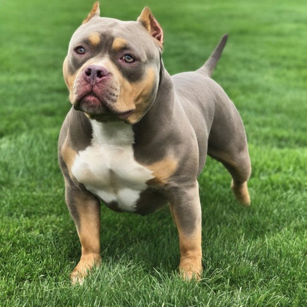 american bully in Des Moines, Iowa