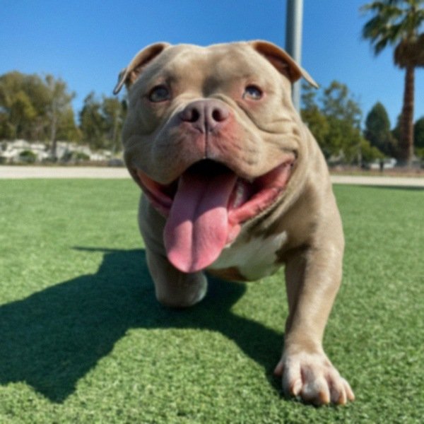 american bully in Elk Grove, California