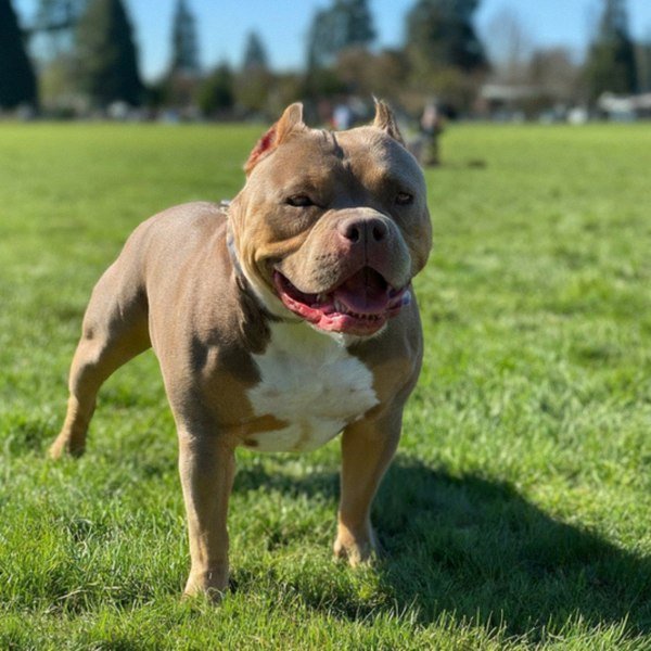 american bully in Eugene, Oregon