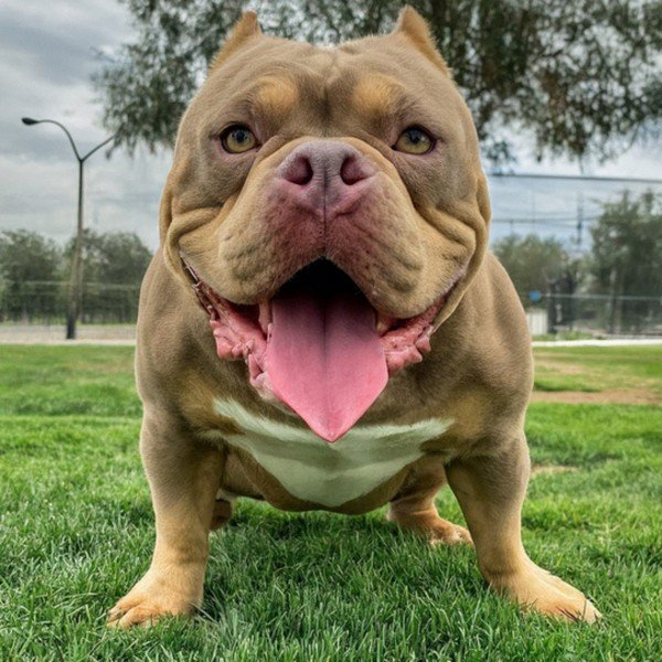 american bully in Fontana, California