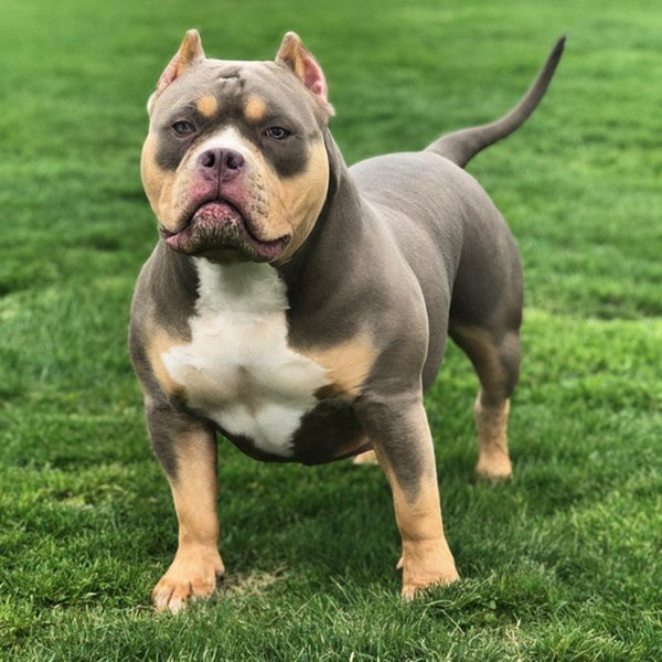american bully in Fort Wayne, Indiana
