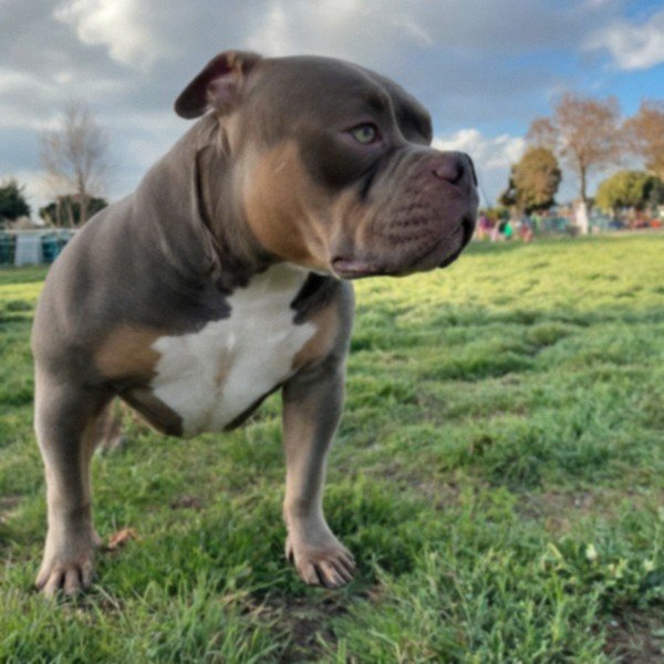 american bully in Fremont, California