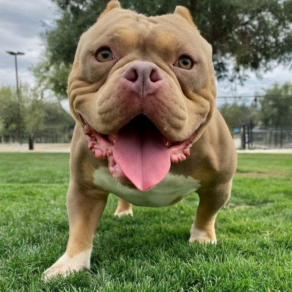 american bully in Fresno, California
