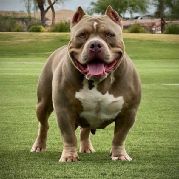 american bully in Gilbert, Arizona