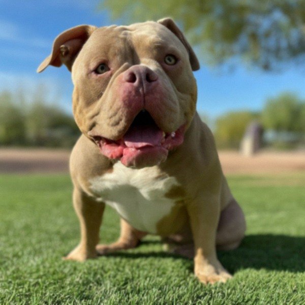 american bully in Glendale, Arizona