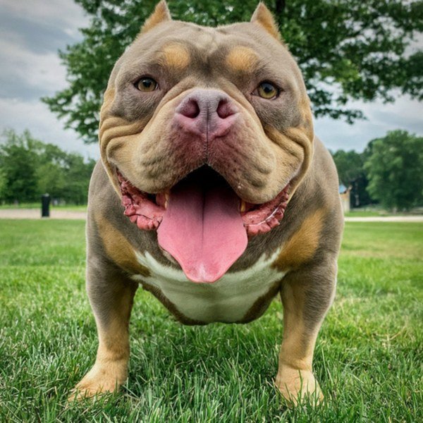 american bully in Grand Rapids, Michigan
