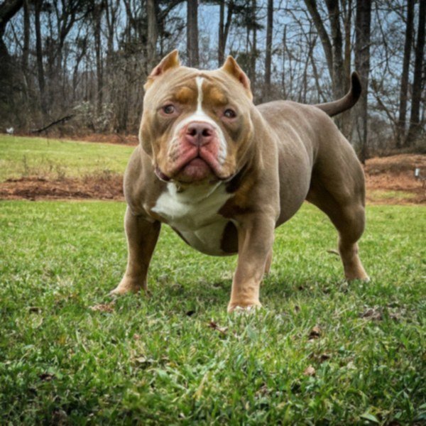 american bully in Greensboro, North Carolina