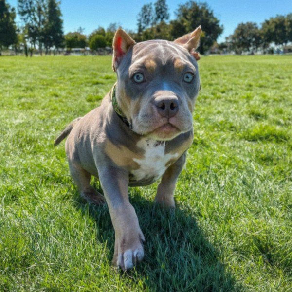 american bully in Hayward, California