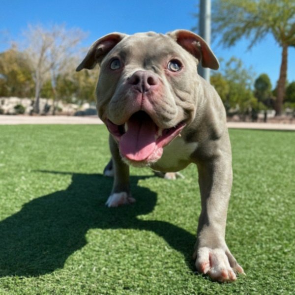 american bully in Henderson, Nevada
