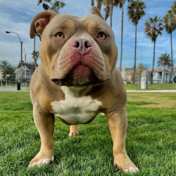 american bully in Huntington Beach, California