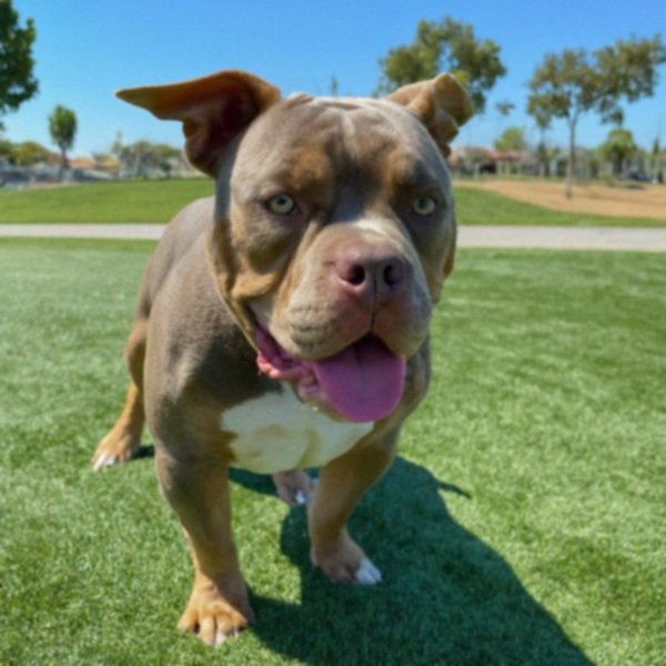american bully in Irvine, California
