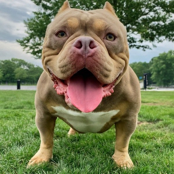 american bully in Jersey City, New Jersey