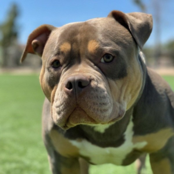 american bully in Lancaster, California