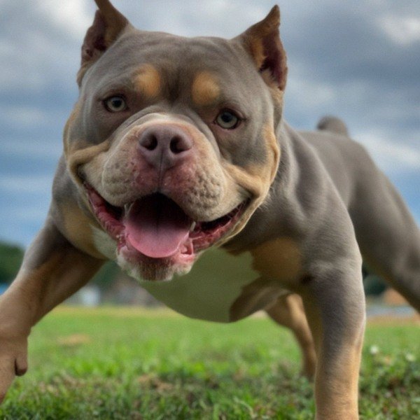 american bully in Memphis, Tennessee