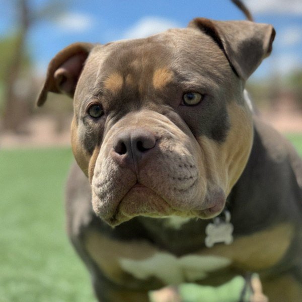 american bully in Mesa, Arizona