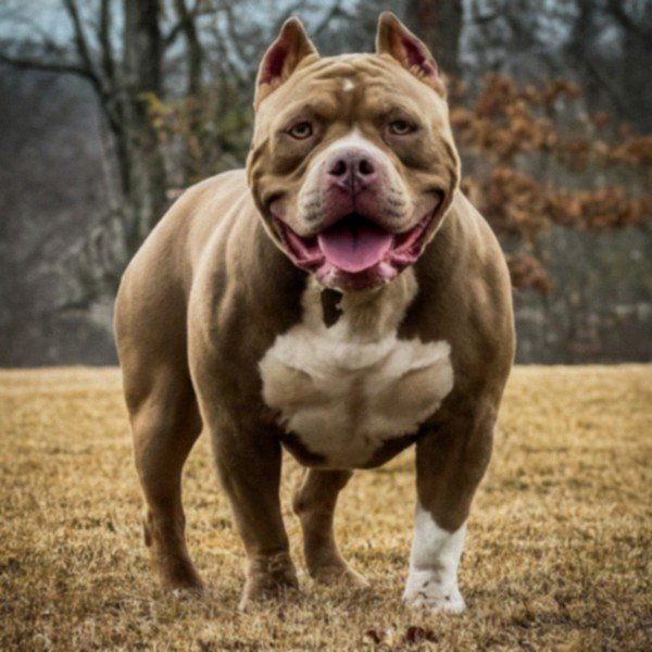 american bully in Murfreesboro, Tennessee