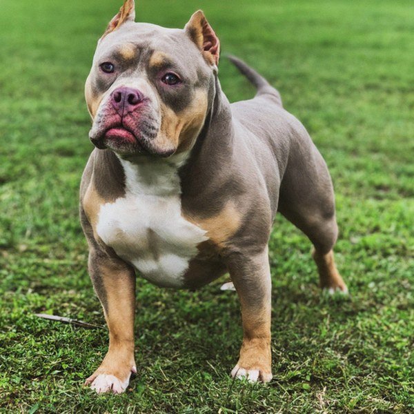 american bully in New Orleans, Louisiana