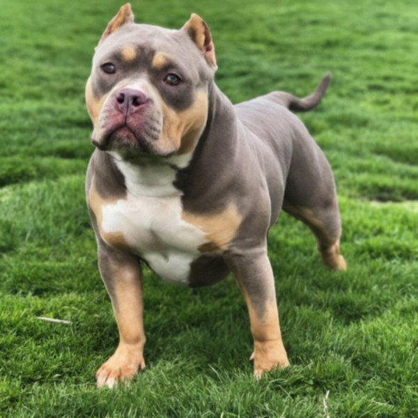 american bully in Oakland, California