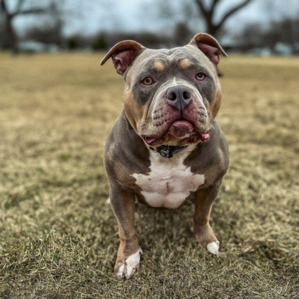 american bully in Omaha, Nebraska