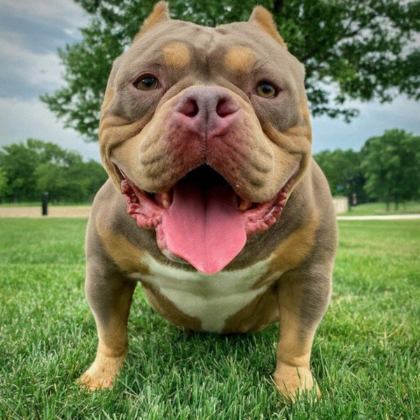 american bully in Overland Park, Kansas