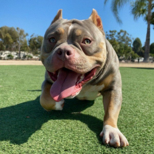 american bully in Oxnard, California
