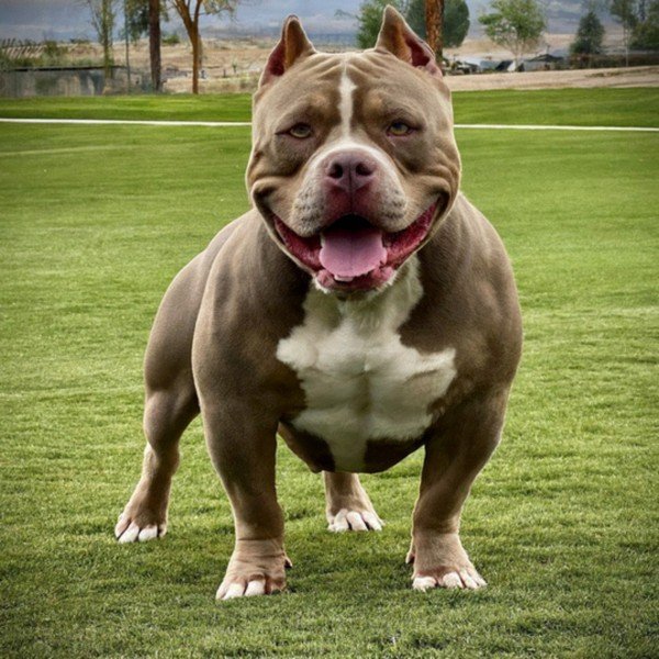 american bully in Palmdale, California