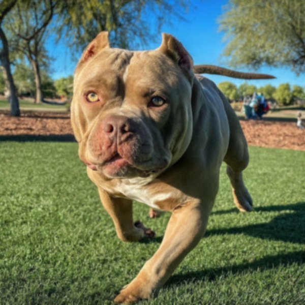 american bully in Peoria, Arizona