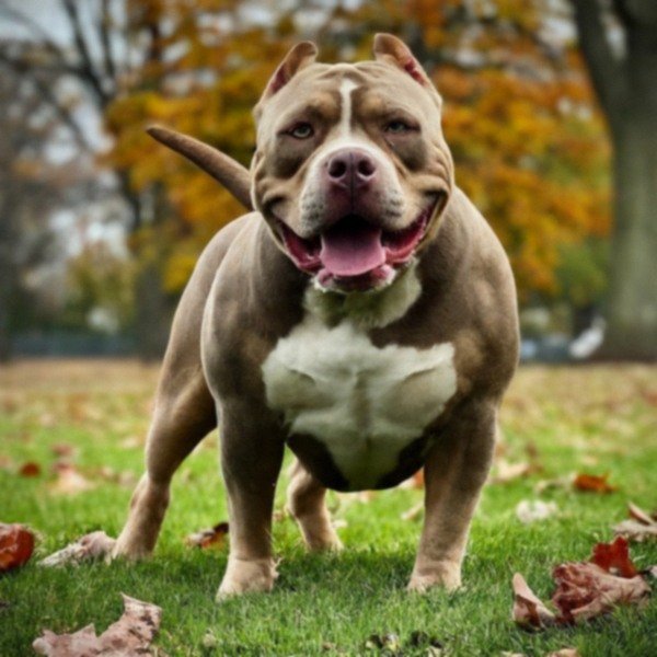american bully in Rochester, New York