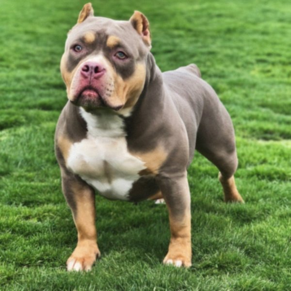 american bully in Sacramento, California
