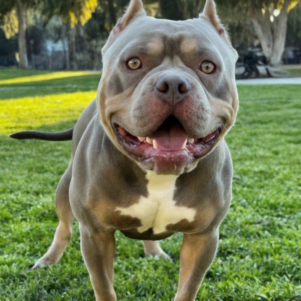 american bully in San Bernardino, California