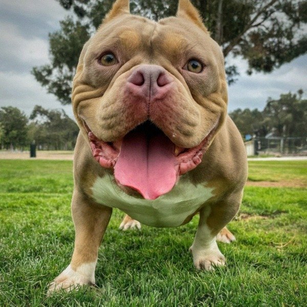 american bully in San Diego, California