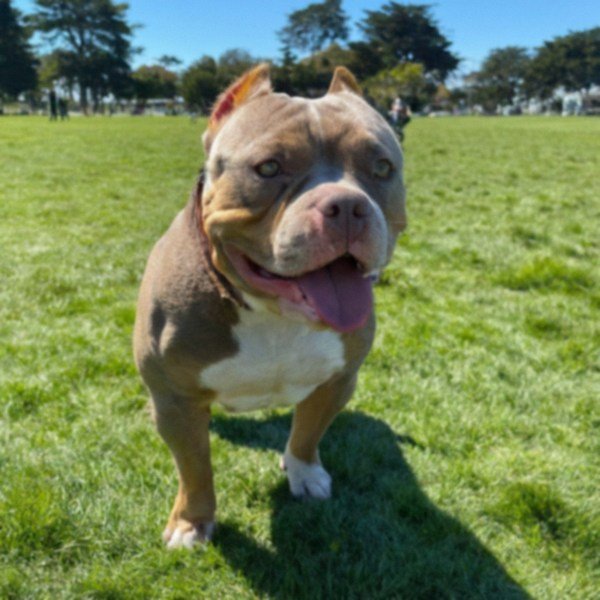 american bully in San Francisco, California