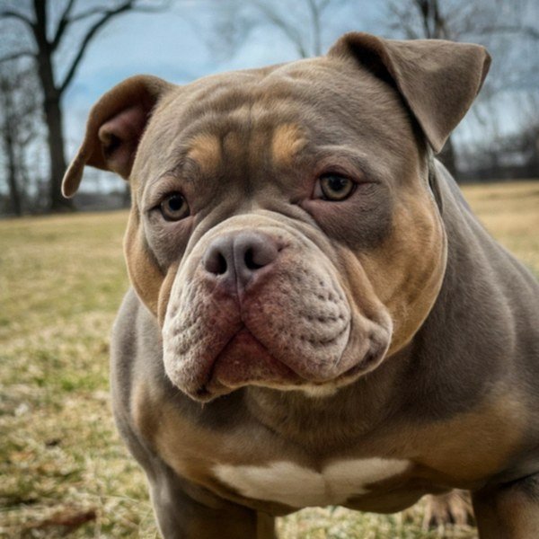 american bully in St. Louis, Missouri
