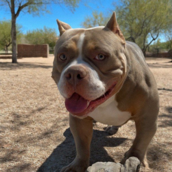 american bully in Tucson, Arizona