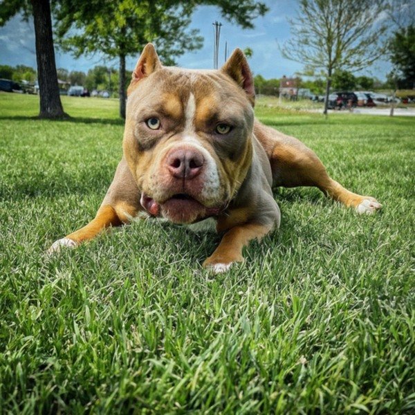 american bully in Tulsa, Oklahoma
