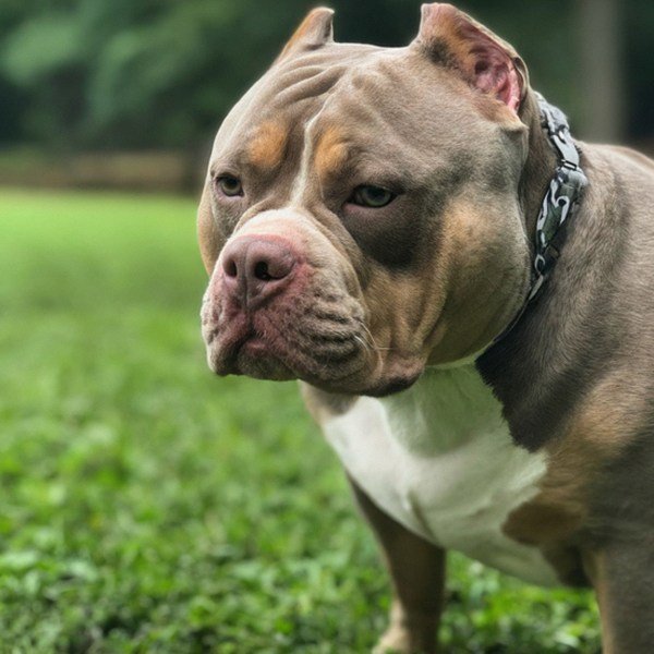 american bully in Winston–Salem, North Carolina