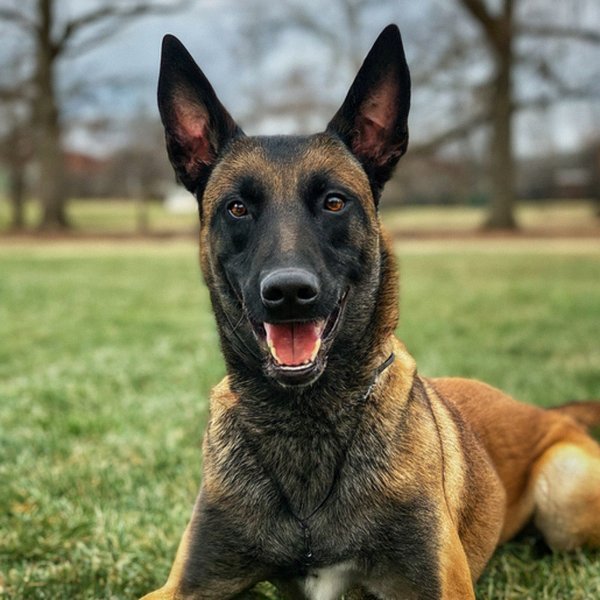 belgian malinois in Akron, Ohio