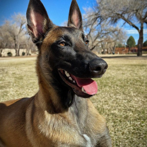 belgian malinois in Albuquerque, New Mexico