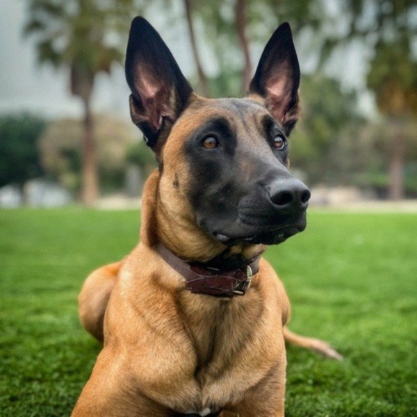 belgian malinois in Anaheim, California