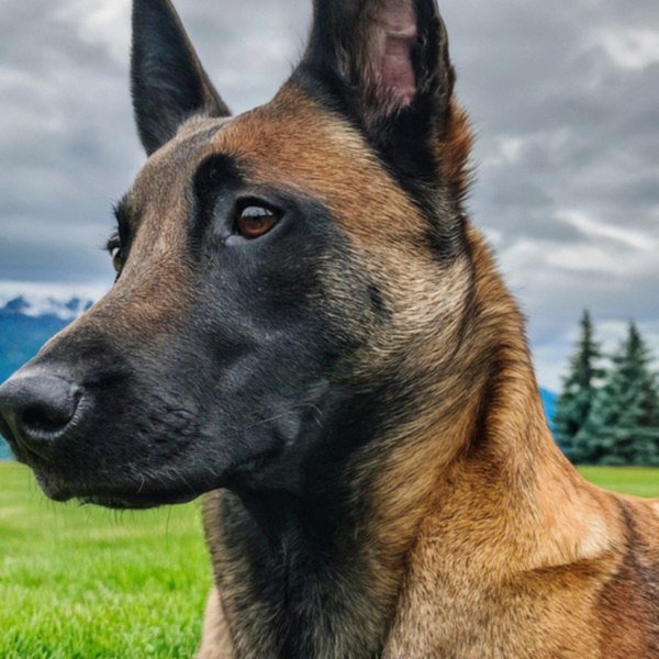belgian malinois in Anchorage, Alaska