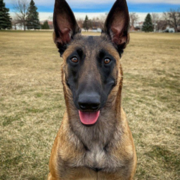 belgian malinois in Aurora, Colorado
