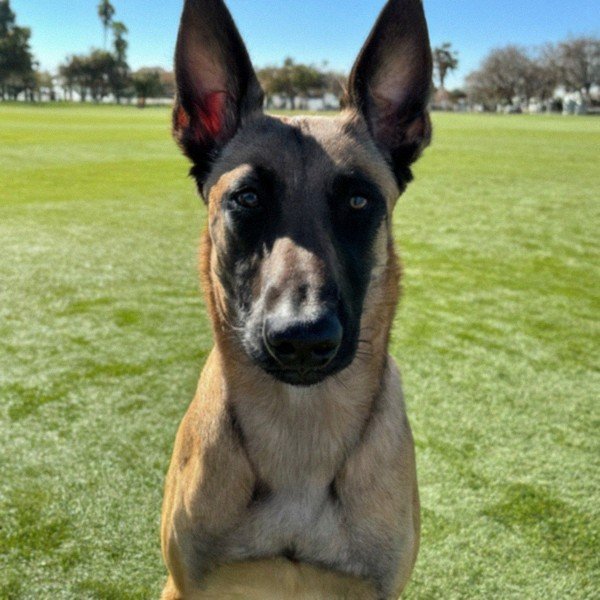 belgian malinois in Bakersfield, California
