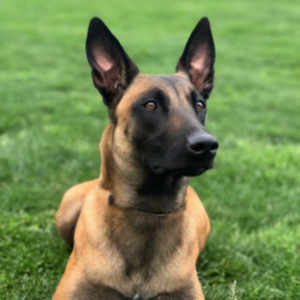 belgian malinois in Baltimore, Maryland