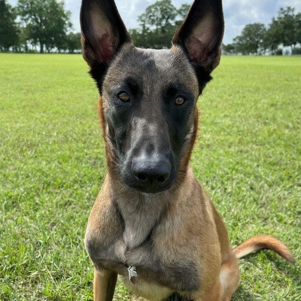 belgian malinois in Baton Rouge, Louisiana