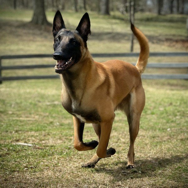 belgian malinois in Birmingham, Alabama