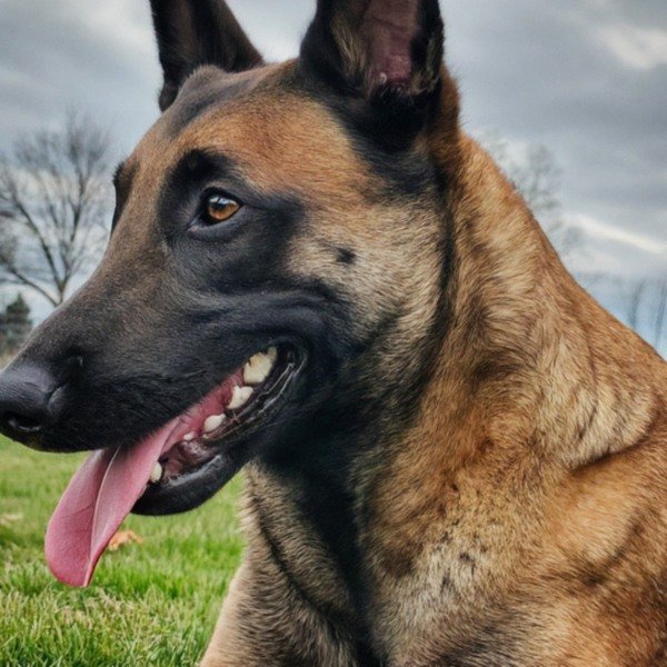 belgian malinois in Buffalo, New York